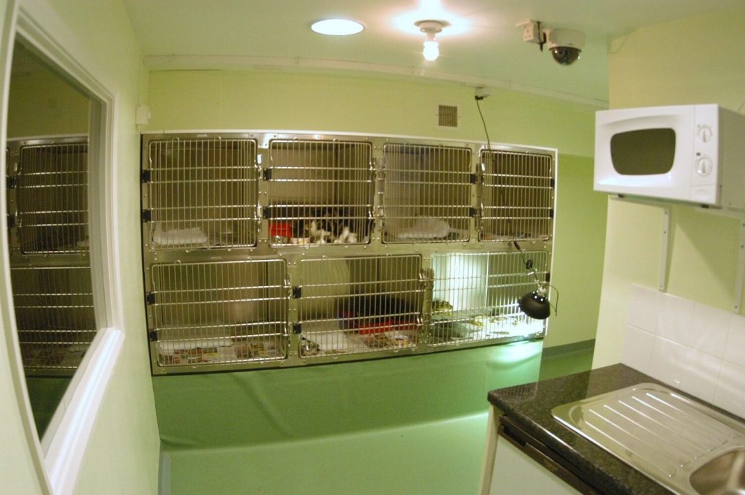 Cat Ward BEST FRIENDS VETERINARY