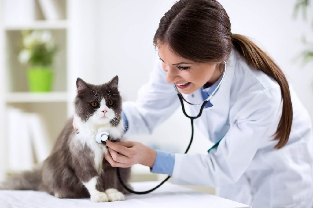 Services BEST FRIENDS VETERINARY